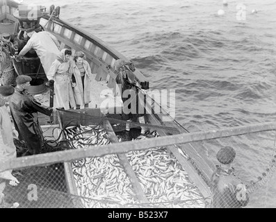 Hering-Fischereiflotte in Lerwick, Shetland-Inseln. 1950; Freda Adamson, 20 und Peggy McKay, 17, Hering Packer beobachten der Fang wird an Bord der "Betty Leslie" geschleppt; 024442/2; Stockfoto