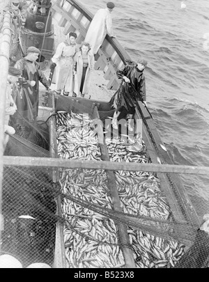 Hering-Fischereiflotte in Lerwick, Shetland-Inseln. 1950; Freda Adamson, 20 und Peggy McKay, 17, Hering Packer beobachten der Fang wird an Bord der "Betty Leslie" geschleppt; 024442/9; Stockfoto