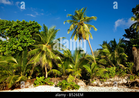 Landschaft auf den Seychellen Stockfoto