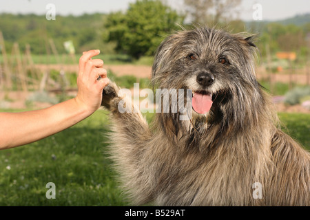 halbe Rasse Hund - Pfötchen geben Stockfoto