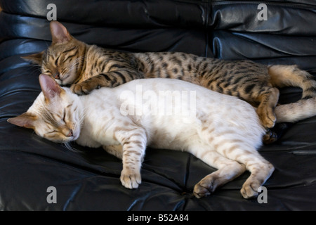 Zwei junge männliche Bengal Katzen A Brown entdeckt und Schnee entdeckt liegen beieinander schlafen Stockfoto