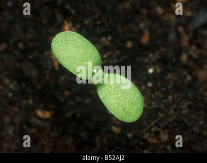 Birdsfoot Kleeblatt Lotus Corniculatus Keimling-Pflanze mit Keimblätter nur Stockfoto