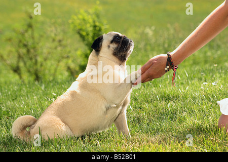 Mops - Pfötchen geben Stockfoto