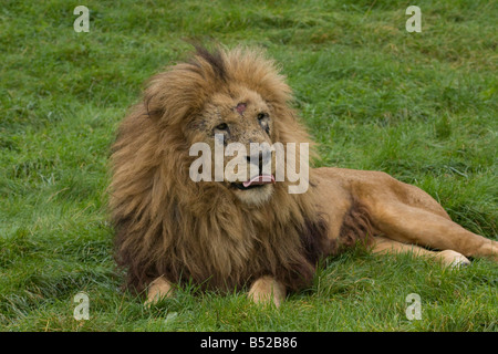 Männlichen afrikanischen Löwen (Panthera Leo) sitzen auf The Grass; Warten Stockfoto