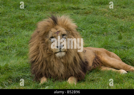 Männlichen afrikanischen Löwen (Panthera Leo) sitzen auf The Grass; Warten Stockfoto
