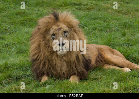 Männlichen afrikanischen Löwen (Panthera Leo) sitzen auf The Grass; Warten Stockfoto