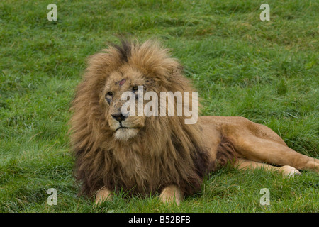 Männlichen afrikanischen Löwen (Panthera Leo) sitzen auf The Grass; Warten Stockfoto