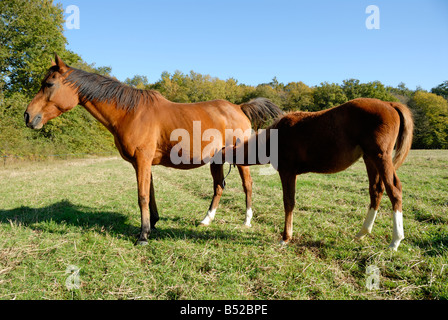 Stock Foto von einem arabischen Fohlen säugen von seiner Mutter war das Bild in der Region Limousin in Frankreich aufgenommen. Stockfoto