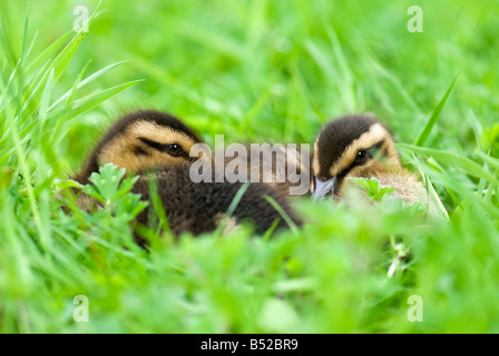 Eine Nahaufnahme eines Paares von Stockente Entenküken ruht zusammen in Rasen Stockfoto