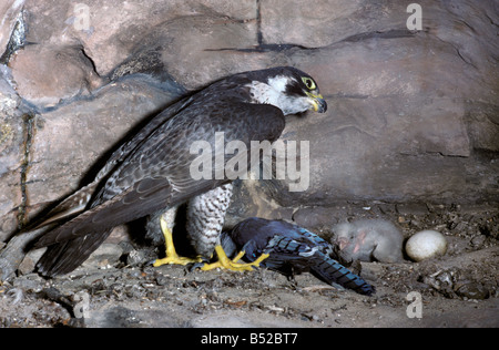 Faucon Pèlerin Wanderf Wanderfalke Wanderfalken Falco Peregrinus Weibchen mit Küken bei Horst Afrika Afrika Animals Asia Asie Stockfoto