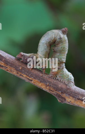 Schwefel Motte Larve - Opisthograptis luteolata Stockfoto