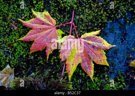 Rebe-Ahorn Blätter im Herbst in der Nähe von Clear Lake in Oregon Cascades Stockfoto