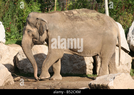 Indische Elefanten, Elephas Maximus indicus Stockfoto