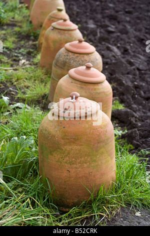 Terrakotta-Rhabarber-Forcer Bell Cloches Stockfoto