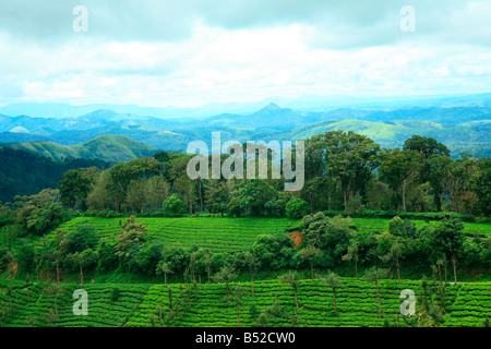 Tee-Plantage oder Tea Estate oder Teegarten oder Tee-Anbau in Munnar (Tee Stadt) des Bundesstaates Kerala in Indien, Asien Stockfoto