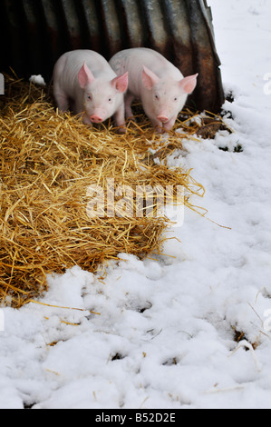 Bild Martin Phelps 06 04 08 Wiltshire Eastbrook Bauernhof Bio Schweine Bishopstone verwelkt, Schweine und Ferkel Wühlen im Schnee Stockfoto