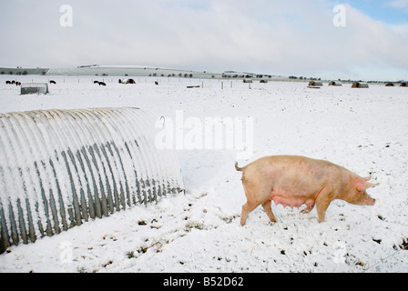 Bild Martin Phelps 06 04 08 Wiltshire Eastbrook Bauernhof Bio Schweine Bishopstone verwelkt, Schweine und Ferkel Wühlen im Schnee Stockfoto