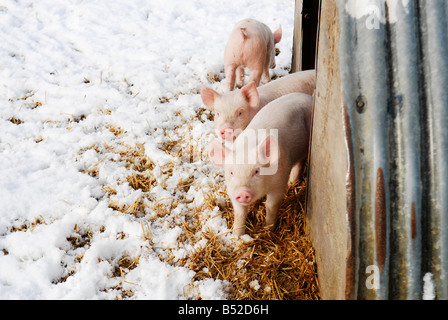 Bild Martin Phelps 06 04 08 Wiltshire Eastbrook Bauernhof Bio Schweine Bishopstone verwelkt, Schweine und Ferkel Wühlen im Schnee Stockfoto