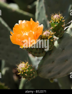 Feigenkaktus (Opuntia) in Blume Gran Canaria Spanien Stockfoto