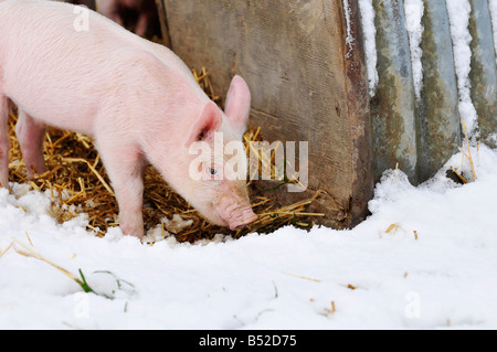 Bild Martin Phelps 06 04 08 Wiltshire Eastbrook Bauernhof Bio Schweine Bishopstone verwelkt, Schweine und Ferkel Wühlen im Schnee Stockfoto