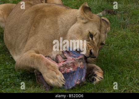 Weiblichen afrikanischen Löwen (Panthera Leo) einige Fleisch essen Stockfoto