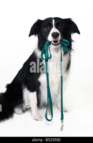 Border-Collie die Leine im Maul halten Stockfoto