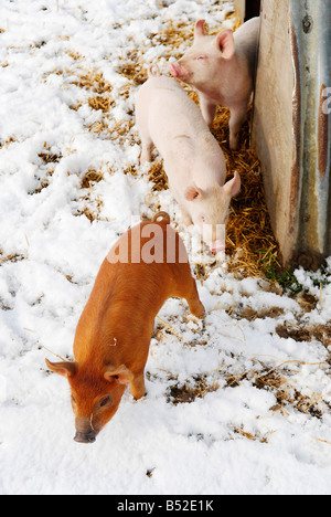 Bild Martin Phelps 06 04 08 Wiltshire Eastbrook Bauernhof Bio Schweine Bishopstone verwelkt, Schweine und Ferkel Wühlen im Schnee Stockfoto