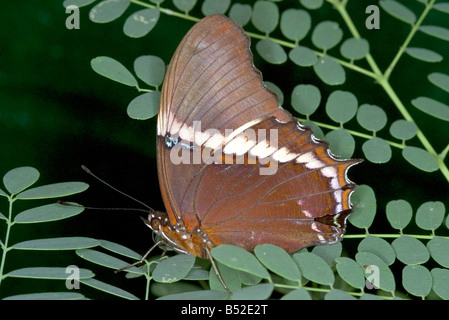 Rusty-bestückte Seite Schmetterling Siproeta epaphus Stockfoto