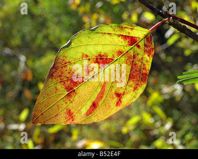 Die Erle Blatt drehen Rot und gelb, während der Herbst Farbwechsel im Oktober, zentrale Oregon Cascade Mountains. Stockfoto