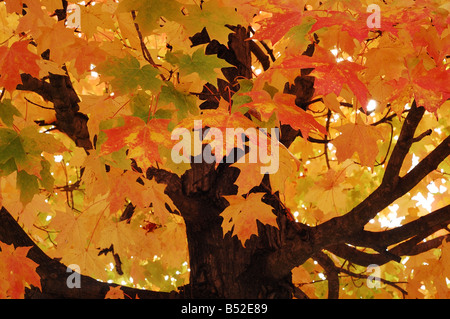 Ahornbaum Acer in Flammen mit Herbst Farbe Stockfoto