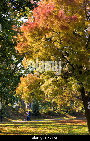 Herbst in Ealing Common-W5-London-Großbritannien Stockfoto