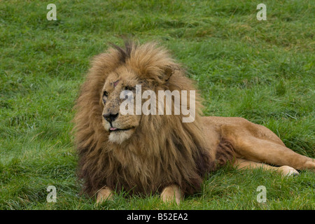 Männlichen afrikanischen Löwen (Panthera Leo) sitzen auf The Grass; Warten Stockfoto