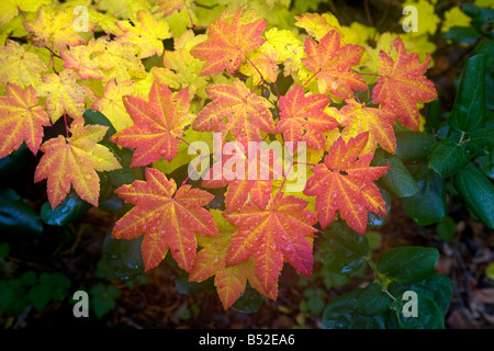 Rebe Ahornblätter Wechsel zu gelb und rot während der Herbst Farbwechsel in Clear Lake, zentrale Oregon Cascade Mountains. Stockfoto