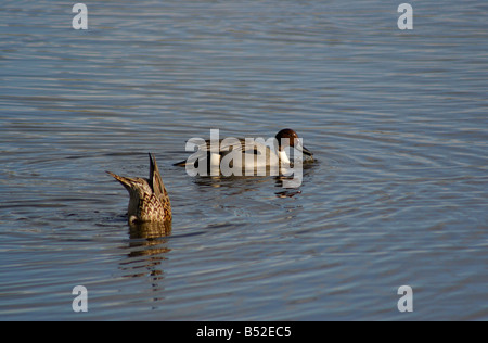 Pintail Enten (Anas Acuta) auf dem Wasser - männlich und weiblich, England, UK Stockfoto