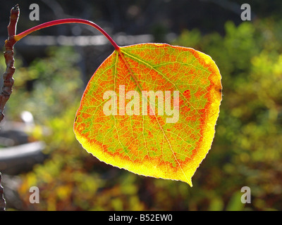 Ein Beben Aspen Blatt drehen Rot und gelb, während der Herbst Farbwechsel im Oktober, Deschutes River Trail, central Oregon in der Nähe von Bend. Stockfoto