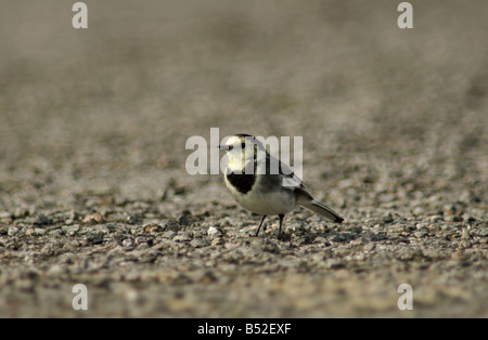 Trauerschnäpper Bachstelze (Motacilla Alba Ssp Yarellii) auf Straße, Schottland, UK Stockfoto