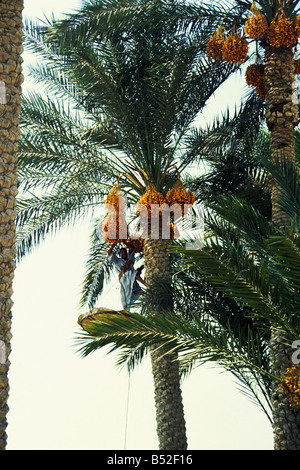 Bauern abholen Termine in der Datum-Plantage entlang dem Nil Fluß im zentralen Ägypten Stockfoto