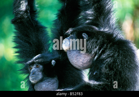 Siamang Symphalangus Syndactulus, die Hylobates Syndactylus männlichen erwachsenen Tier Tiere Affen Affen Asien schwarz juvenile Säugetier Säugetiere pri Stockfoto