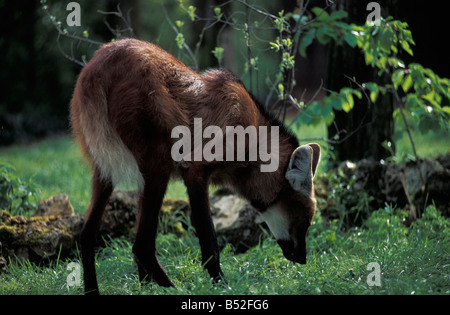 Loup ein Criniere Maned Wolf Chrysocyon Brachyurus Erwachsene Amerika Tier Tier in Bewegung Tiere Raubtiere Caniden horizontale Stockfoto