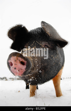 Bild Martin Phelps 06 04 08 Wiltshire Eastbrook Bauernhof Bio Schweine Bishopstone verwelkt Schweine wühlen im Schnee Stockfoto