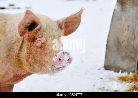 Bild Martin Phelps 06 04 08 Wiltshire Eastbrook Bauernhof Bio Schweine Bishopstone verwelkt, Schweine und Ferkel Wühlen im Schnee Stockfoto