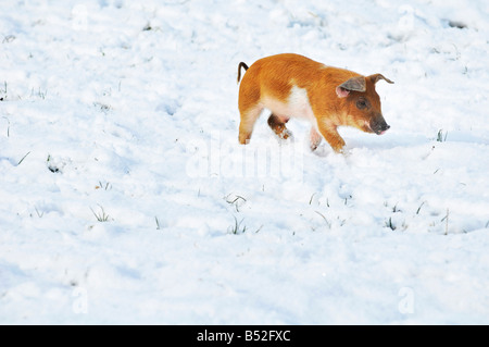 Bild Martin Phelps 06 04 08 Wiltshire Eastbrook Bauernhof Bio Schweine Bishopstone verwelkt, Schweine und Ferkel Wühlen im Schnee Stockfoto