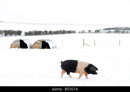 Bild Martin Phelps 06 04 08 Wiltshire Eastbrook Bauernhof Bio Schweine Bishopstone verwelkt Schweine wühlen im Schnee Stockfoto