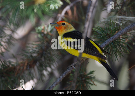 Western Tanager Piranga Ludoviciana thront in Nadelbaum im Colter Bay Village-Grand Teton im Juli Stockfoto