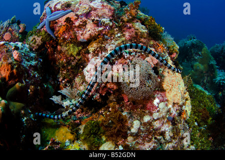 Die gebändert Meer Krait oder gelbe Lippen Meer Krait, Laticauda Colubrina, sind eine Art von Venoumous Seeschlange, Komodo Indonesien. Stockfoto