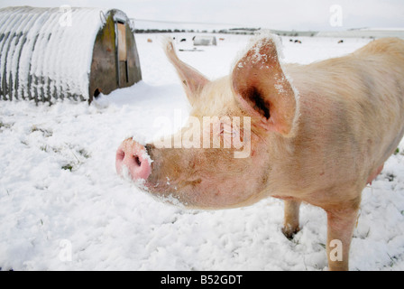 Bild Martin Phelps 06 04 08 Wiltshire Eastbrook Bauernhof Bio Schweine Bishopstone verwelkt, Schweine und Ferkel Wühlen im Schnee Stockfoto