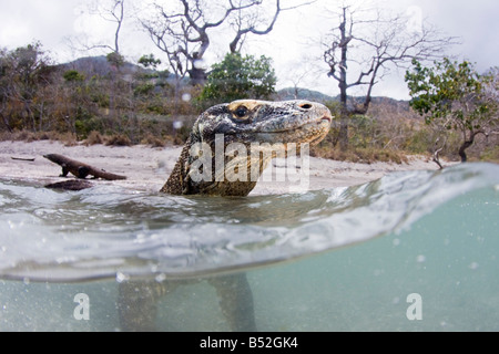 Komodo-Warane, Varanus Komodoensis, sind die Welten größte Eidechsen, Rinca Insel Komodo National Park, Indonesien. Stockfoto