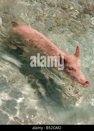 Die Schweine der großen majors Spot, exumas, Bahamas Stockfoto