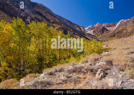 McGee Creek Canyon und gelbe Aspen Bäume in der östlichen Sierra Stockfoto