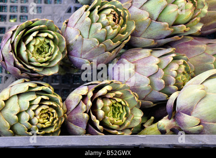 Artischocken für Verkauf im Camp de' Fiori Markt in Rom. Stockfoto